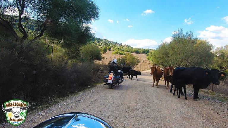 Jimena de la Frontera, Parque Natural Los Alcornocales, Provincia de Cádiz